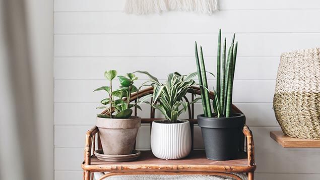 Hypotheek meenemen planten op een tafeltje